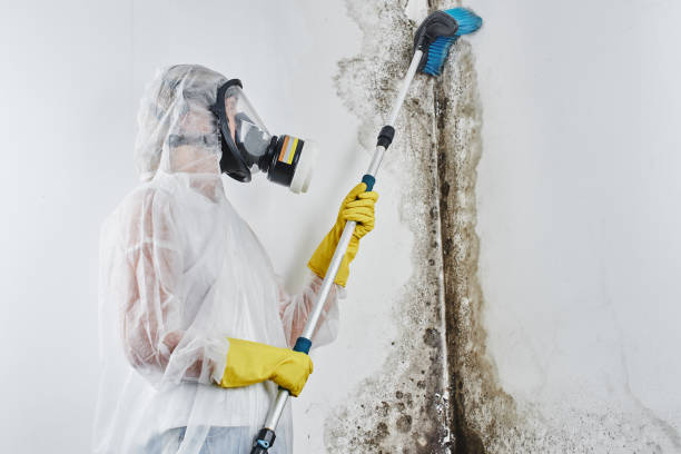 Attic Mold Removal in North Lima, OH