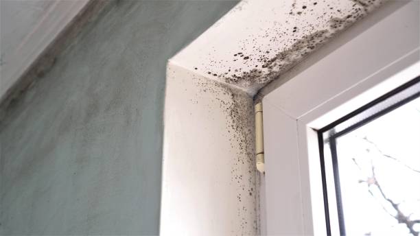 Best Home Mold Removal  in North Lima, OH