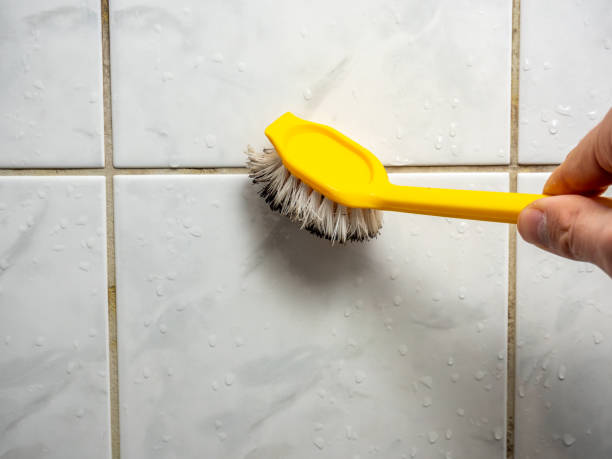 Best Mold Damage Repair  in North Lima, OH
