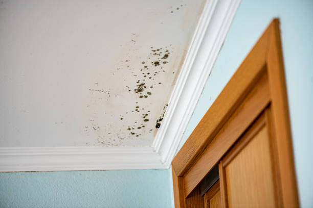 Best Fast Mold Removal  in North Lima, OH
