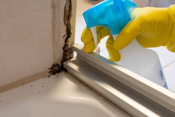 Best Best Mold Removal Companies  in North Lima, OH
