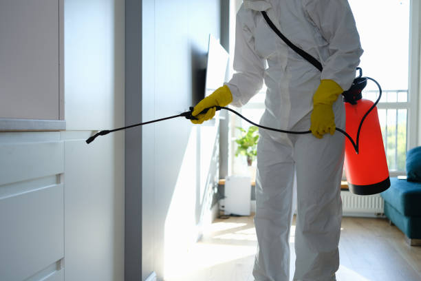 Best Mold Damage Repair  in North Lima, OH