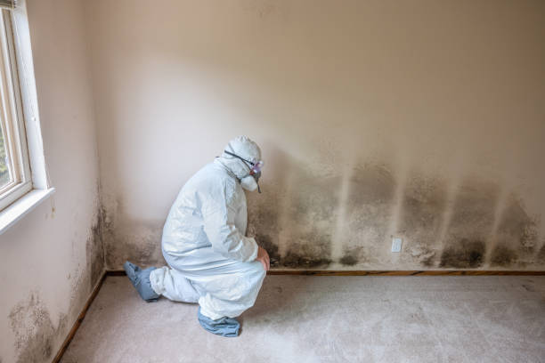 Best Commercial Mold Removal  in North Lima, OH