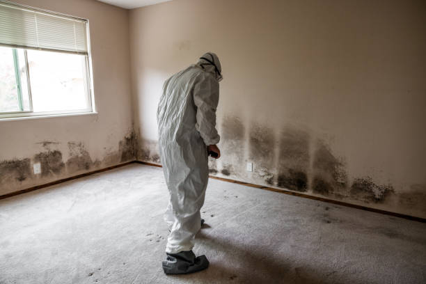 Best Mold Remediation  in North Lima, OH