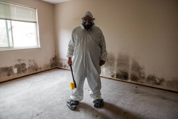 Mold Testing and Removal in North Lima, OH