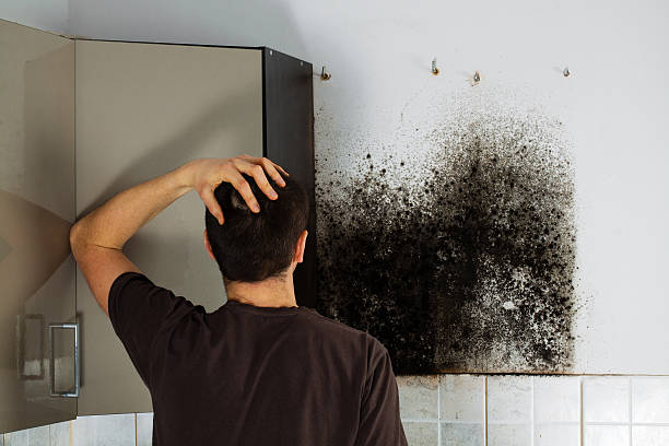 Best Black Mold Removal  in North Lima, OH