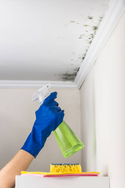 Best Attic Mold Removal  in North Lima, OH